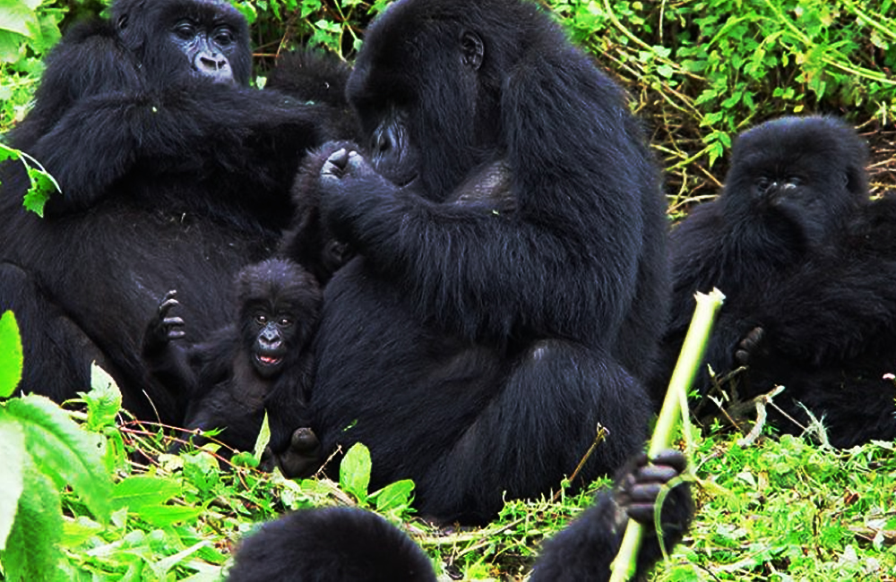 Reserving A Gorilla Trekking Permit In Uganda