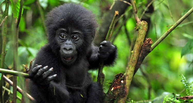 Gorilla Safaris In Uganda
