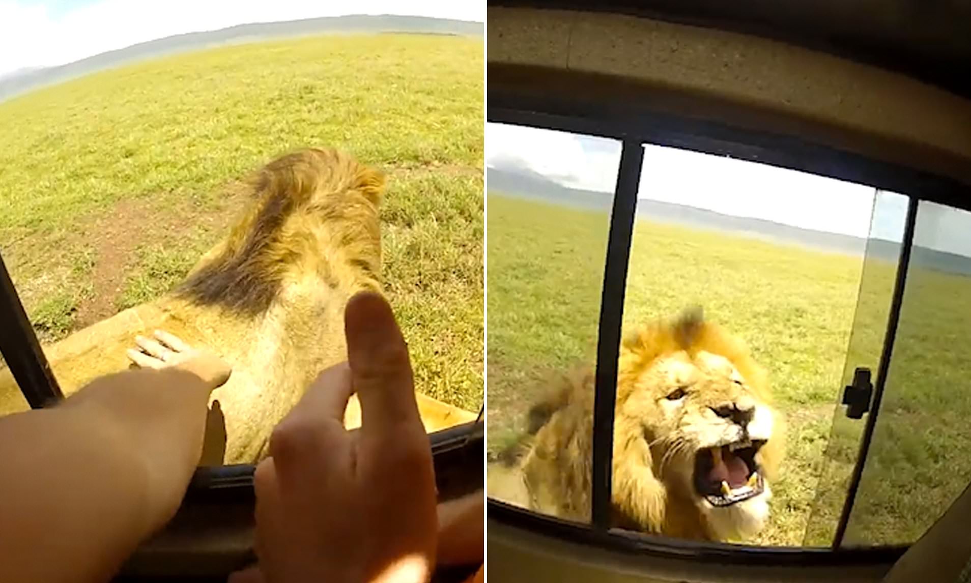 What if a lion jumps on our car?