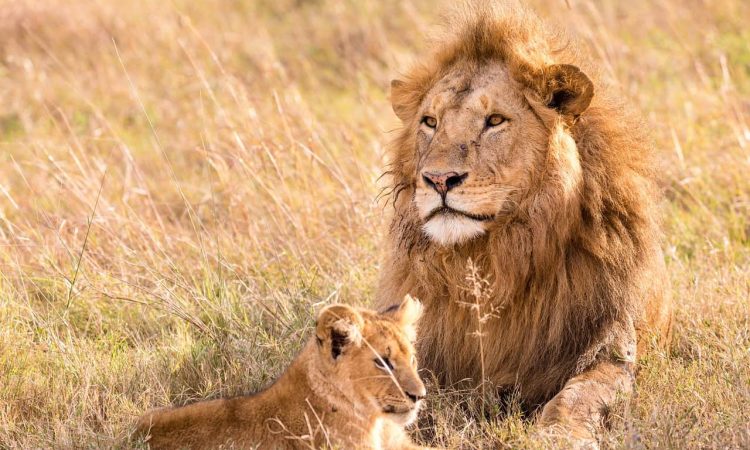 Top 3 Places To See Lions In East Africa