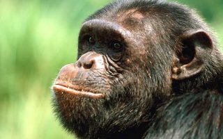 3 Days Kibale Chimpanzee Trek