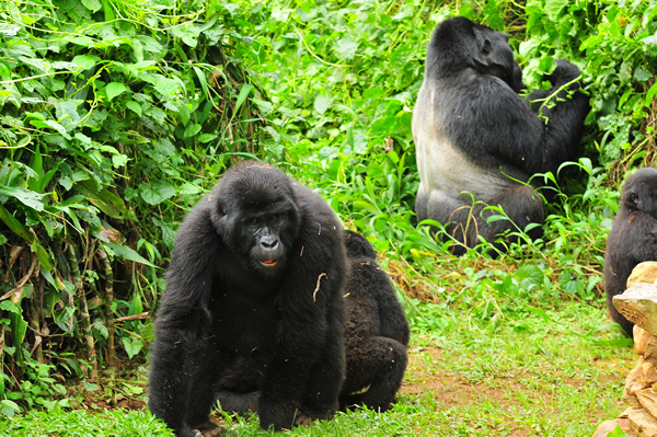 Packing List for Gorilla Trekking