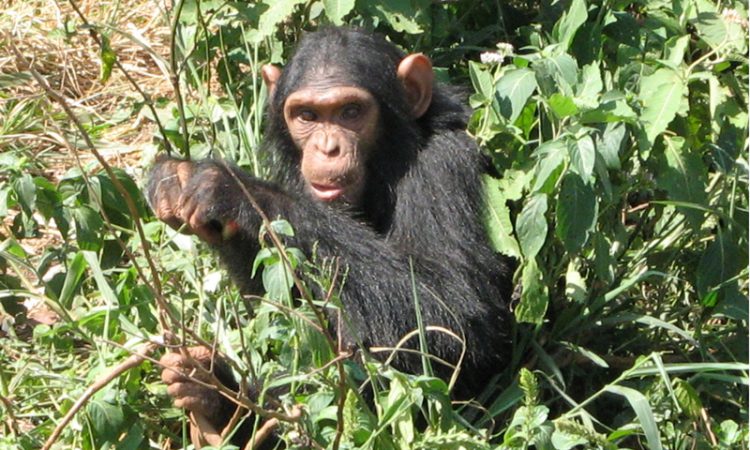 3 Days Rwanda Chimpanzee Trekking