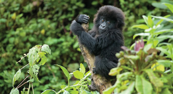6 Days Rwanda Gorilla Holiday