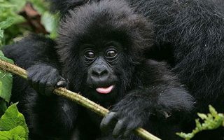 5 Days Rwanda Wildlife