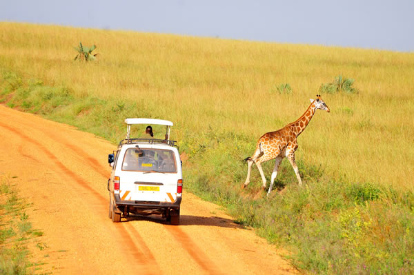 5 Days Uganda Wildlife tour
