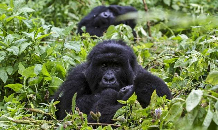 Best Gorilla Trekking Destinations in Africa
