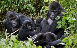 3 Days Lowland Gorilla Trekking Congo