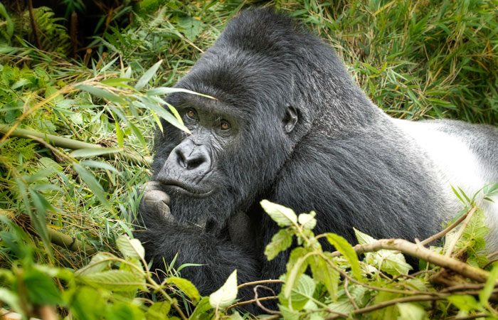 3 Days Rwanda Gorillas and Lake Kivu