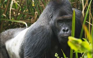 6 Days Virunga, Nyiragongo and Kahuzi Biegaa