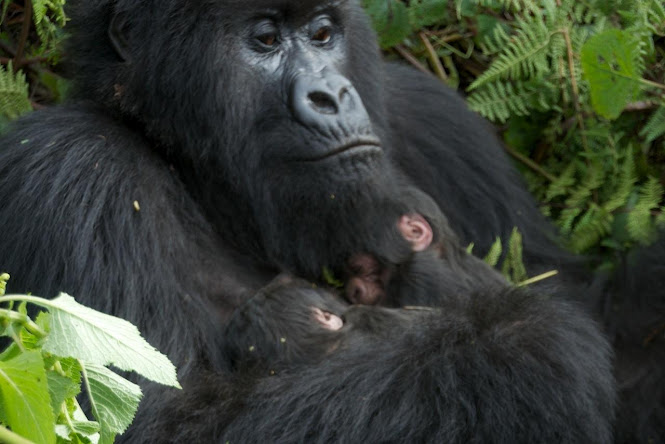 Amahoro Gorilla Group