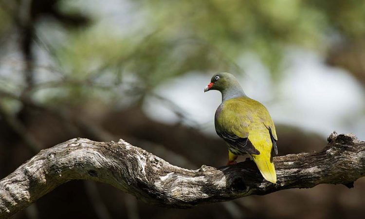 Birding in Bwindi Impenetrable National Park