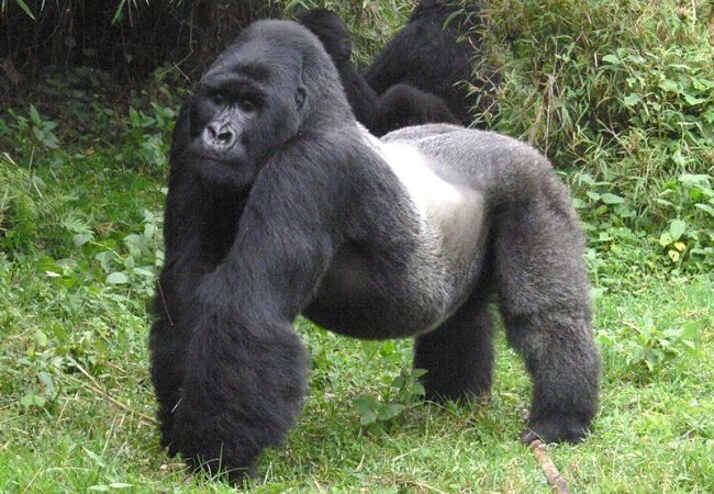Characteristics of Mountain Gorillas
