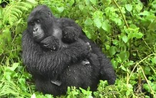 Hirwa Gorilla Group