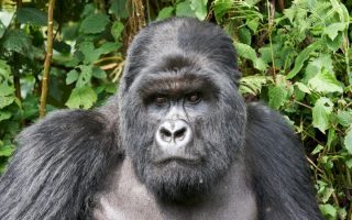 Kwitonda Gorilla Family