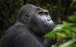 Congo Gorilla Permits