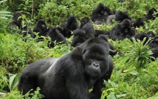 Best time to see gorillas in Rwanda