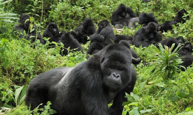 Best time to see gorillas in Rwanda