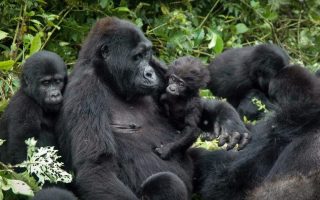 Busingye Gorilla Family