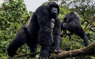 Kabirizi Gorilla Group