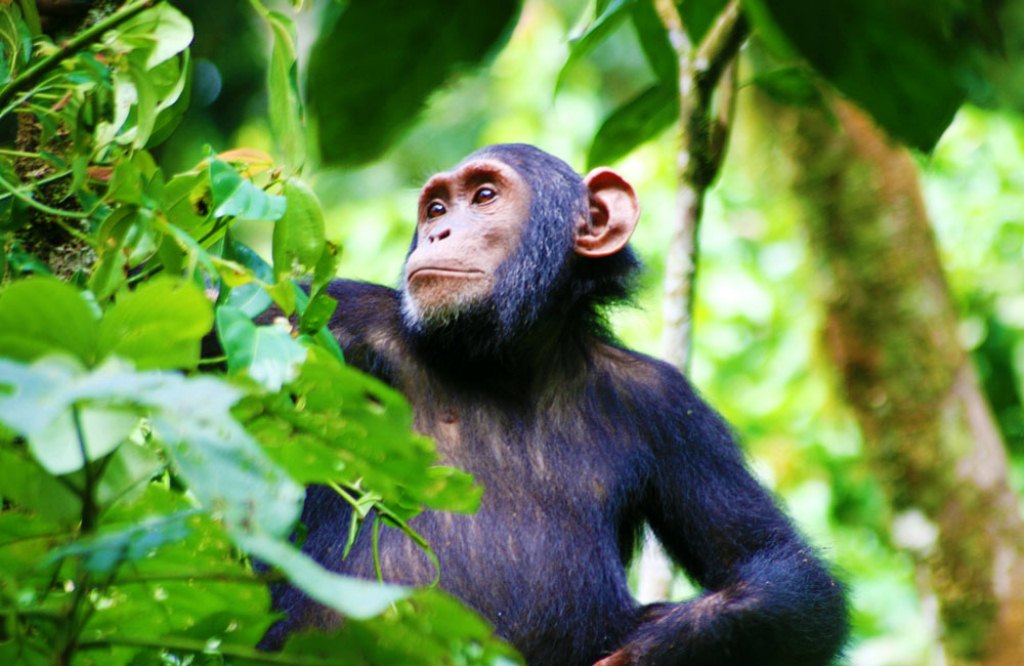 Primate Safaris in Uganda 2022 | Uganda Primate Tours | Gorillas