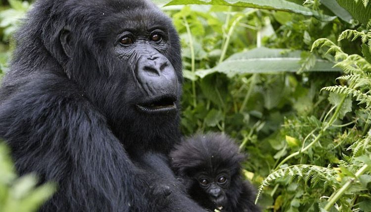 Lifespan of Gorillas: How long do gorillas live