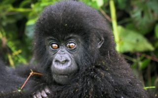 Lulengo Gorilla Family