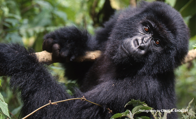 The Endangered Mountain Gorillas