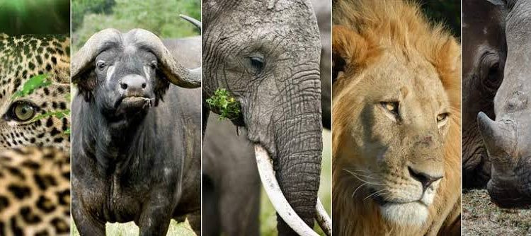 Africa's big five animals - big five animals in Africa, the big five in a  frica