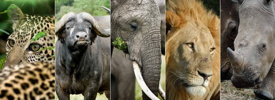 Africa's big five animals - big five animals in Africa, the big five in a  frica