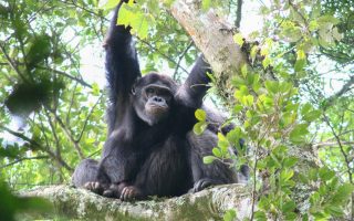 Packing List for Chimpanzee Trekking Tours in Rwanda