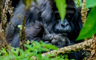 What is a Gorilla Trekking Permit?