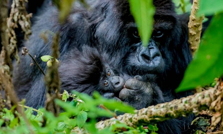 What is a Gorilla Trekking Permit?