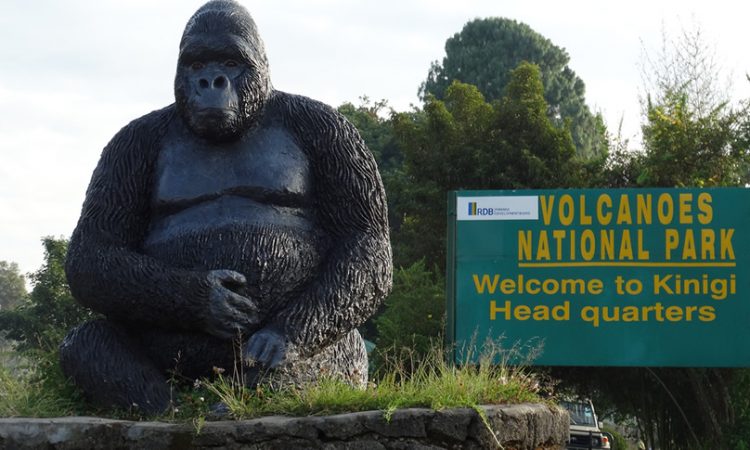Where Are Mountain Gorillas Found?