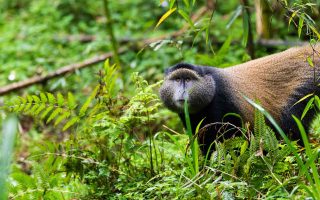 Golden Monkey Trekking Permit in Rwanda
