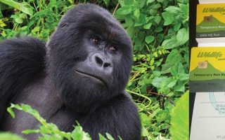 7 Days Bwindi Gorilla Trekking Safari from Kigali